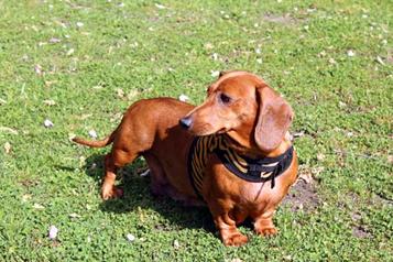 Oakley