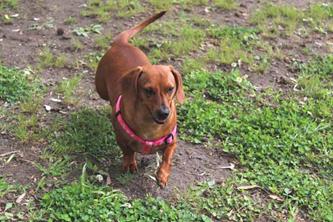 Daisy