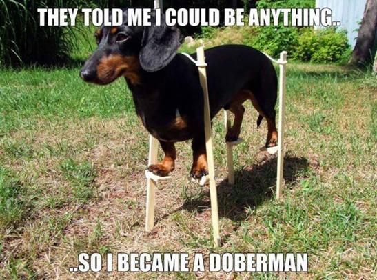 Doxie on stilts